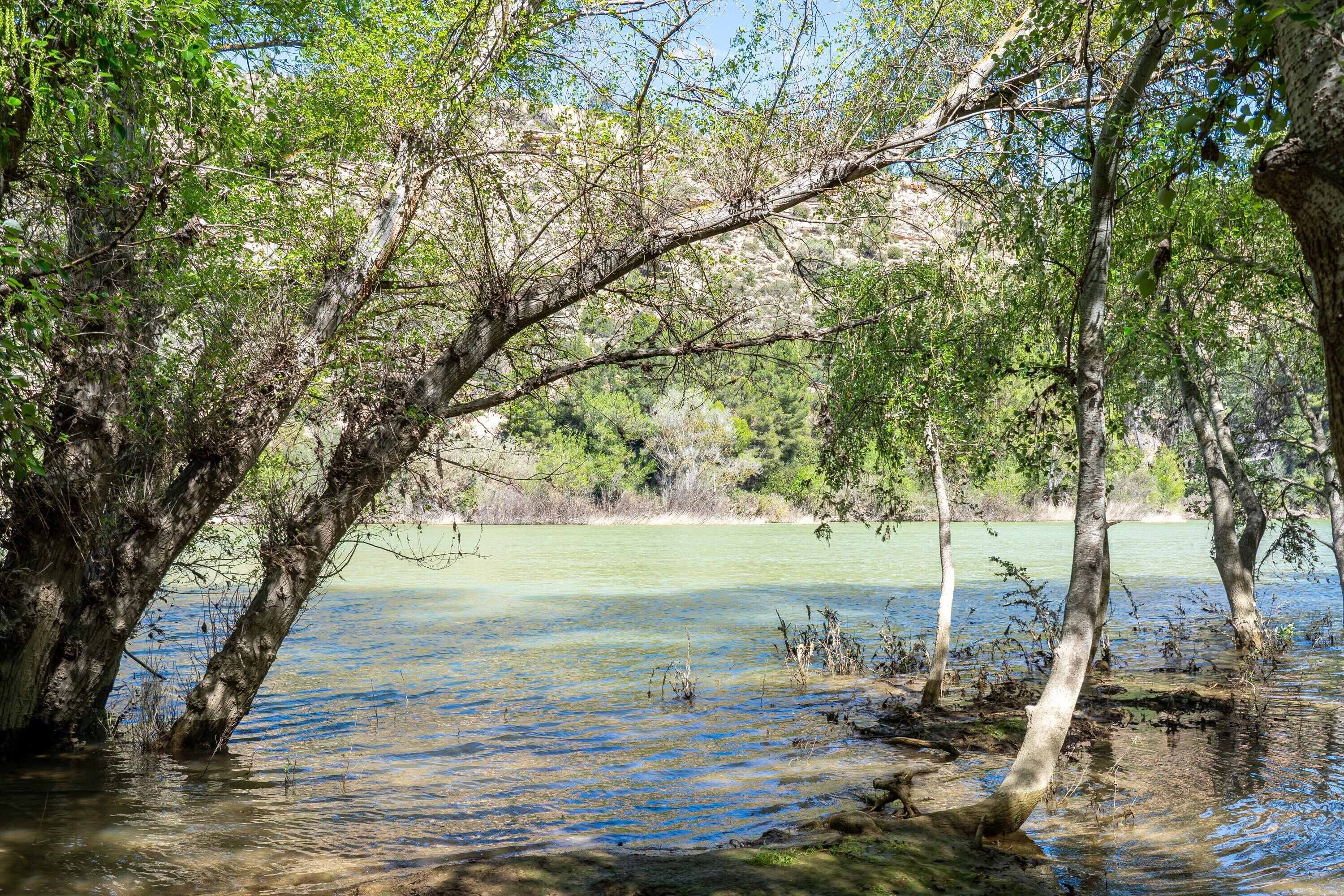 Un paesaggio naturale con alberi e uno specchio d'acqua.