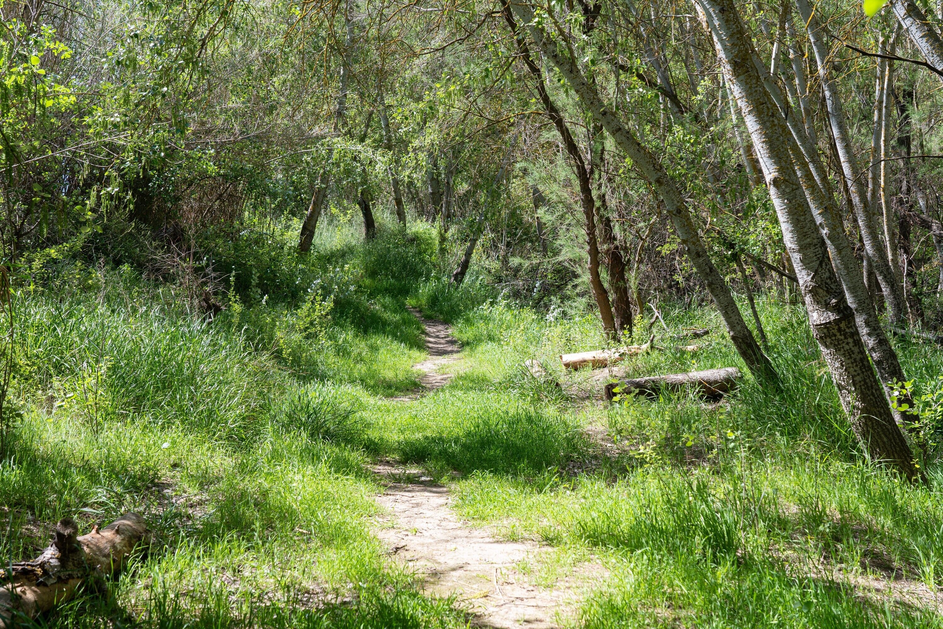 Un sentier bordé d’arbres et de verdure, qui traverse une forêt.