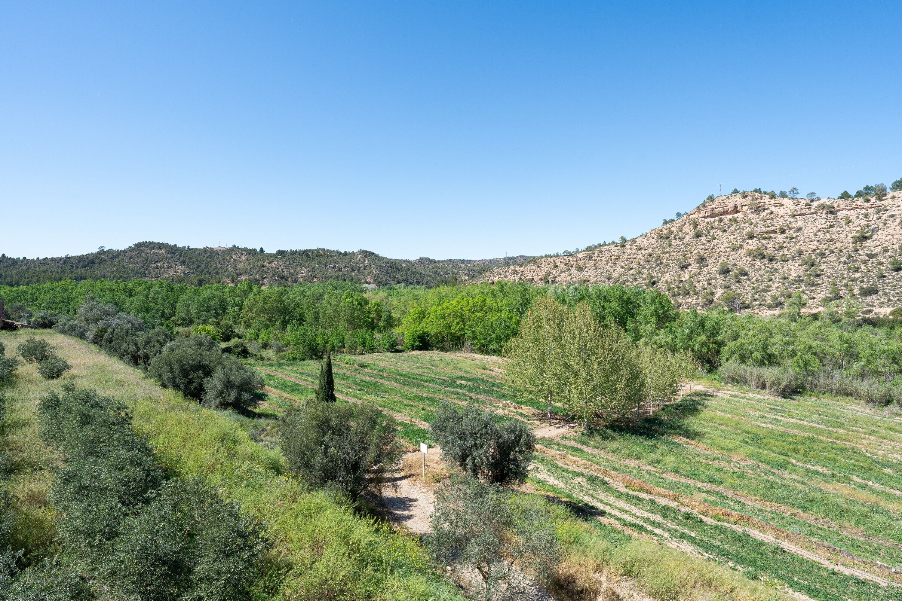 A rural landscape with a dirt path, green vegetation, and a hill in the background.