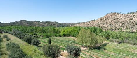 A rural landscape with a dirt path, green vegetation, and a hill in the background.