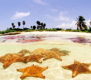 Una playa con estrellas de mar en la arena y palmeras al fondo.