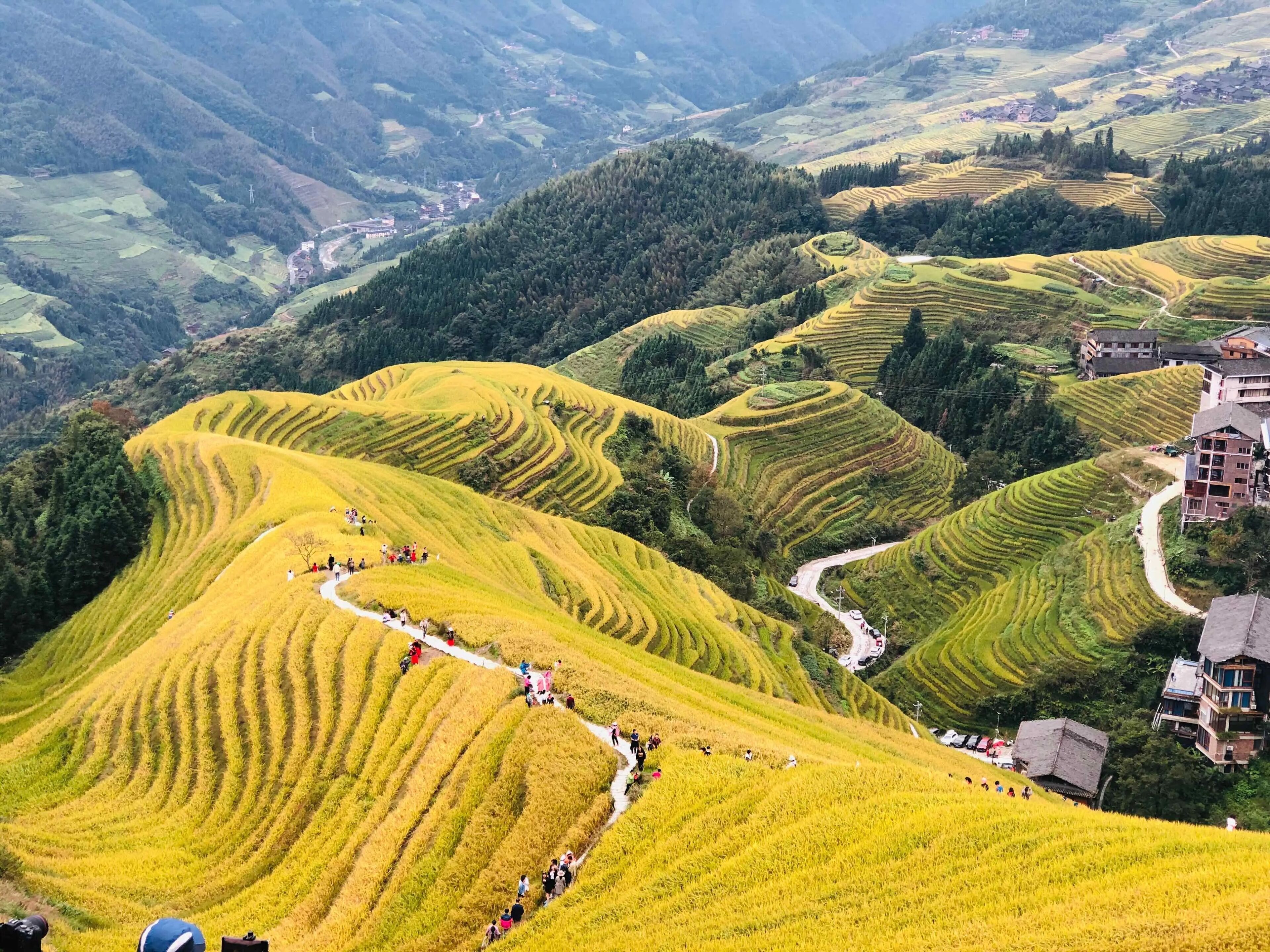 Terraced rice fields with a winding path and buildings in the background.
