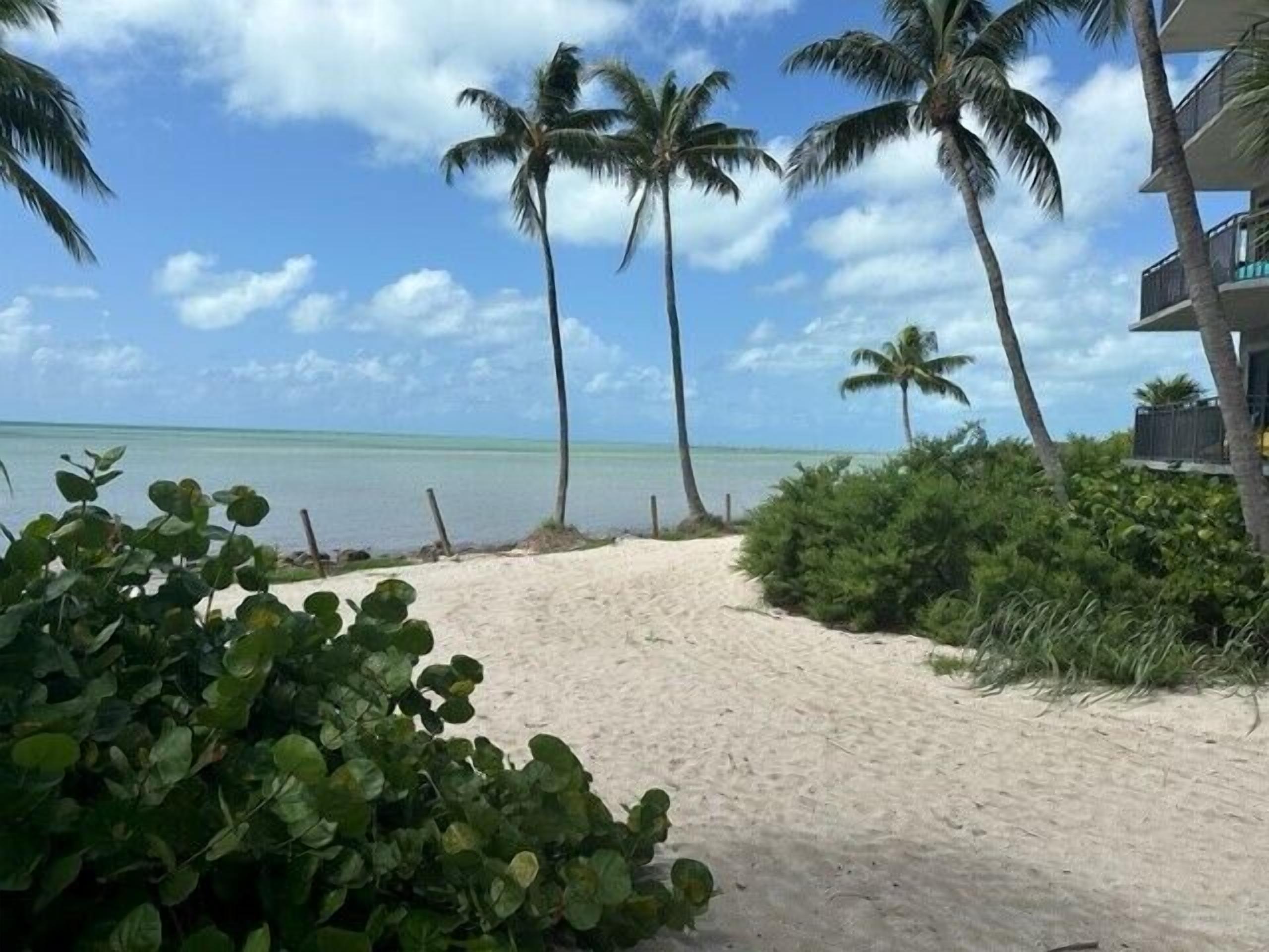 A beach with palm trees and a clear sky.