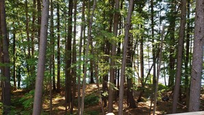 A forested area with a wooden deck. - Stunning modern home in peaceful, private setting on desirable Long Lake. (Bridgton)