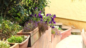 A garden with various plants and flowers, including purple flowers, against a yellow wall. - Small cozy apartment surrounded by nature in the countryside of Bogotá (Bogotá)