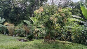 A lush garden with various tropical plants and trees. - cabañas hotel villa lucia (Calarcá)