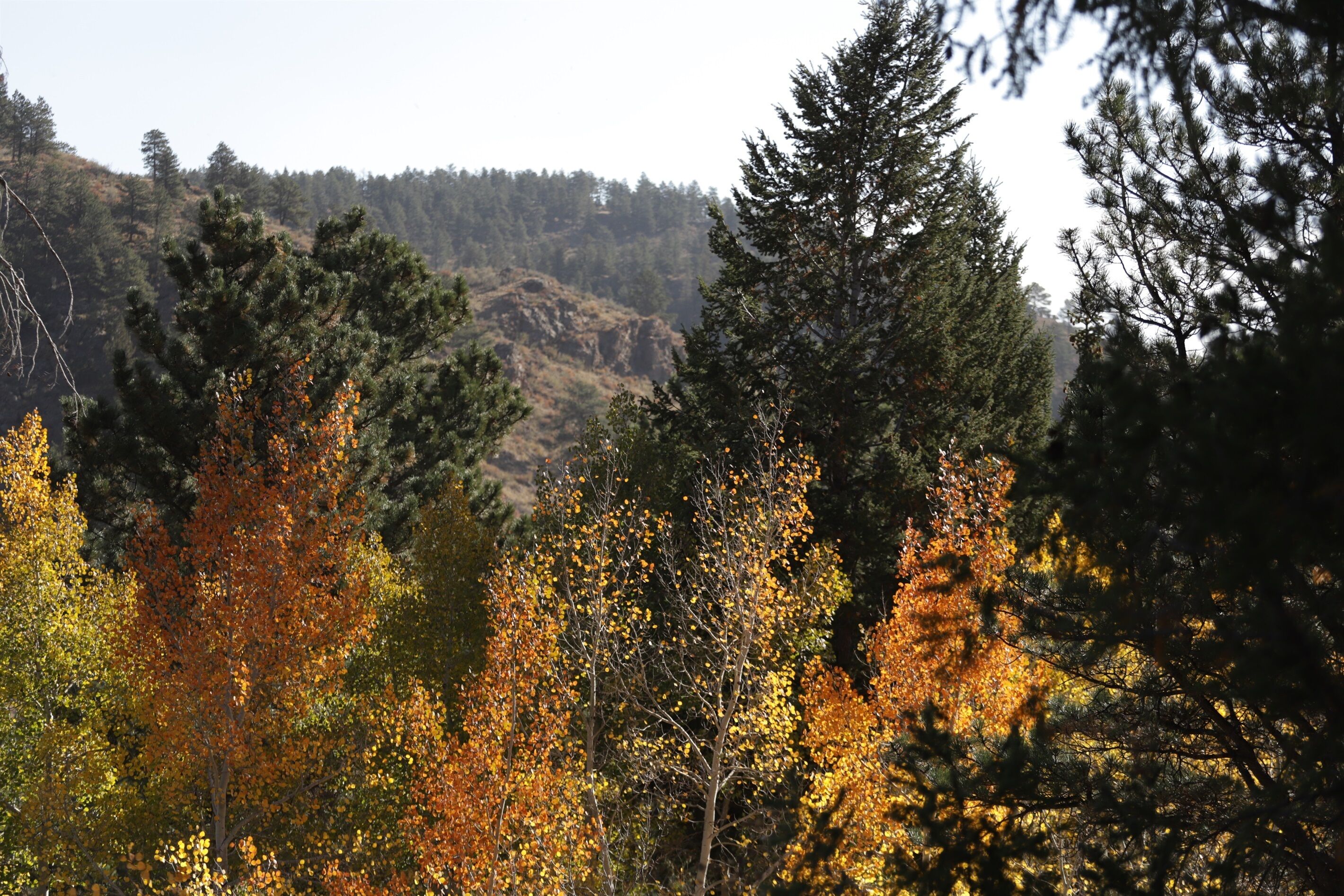 Une zone boisée où l’on trouve une grande variété d’arbres, dont certains arborent des feuilles aux couleurs automnales.