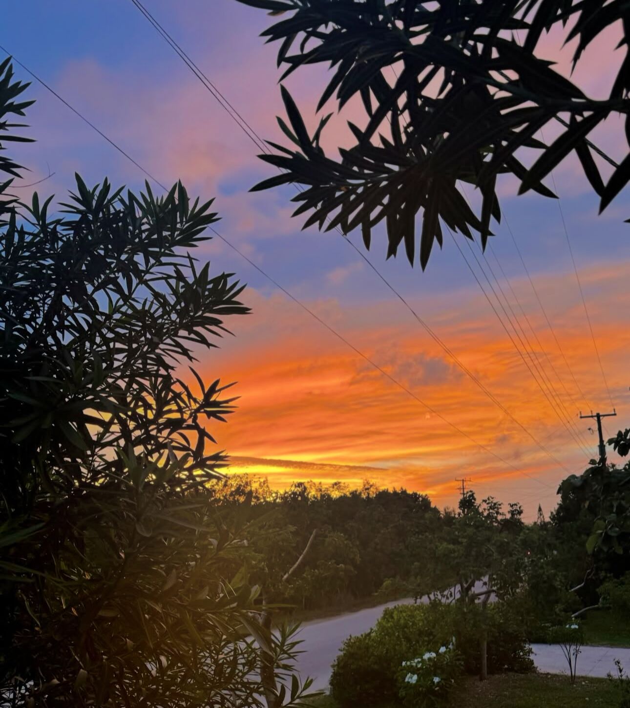 Un coucher de soleil sur une rivière, avec un feuillage dense au premier plan.