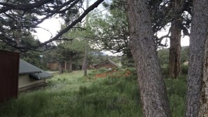 A wooded area with a house and a shed. - 2 bedroom 1 bath close to downtown and RMNP- sleeps 4-6 (Estes Park)