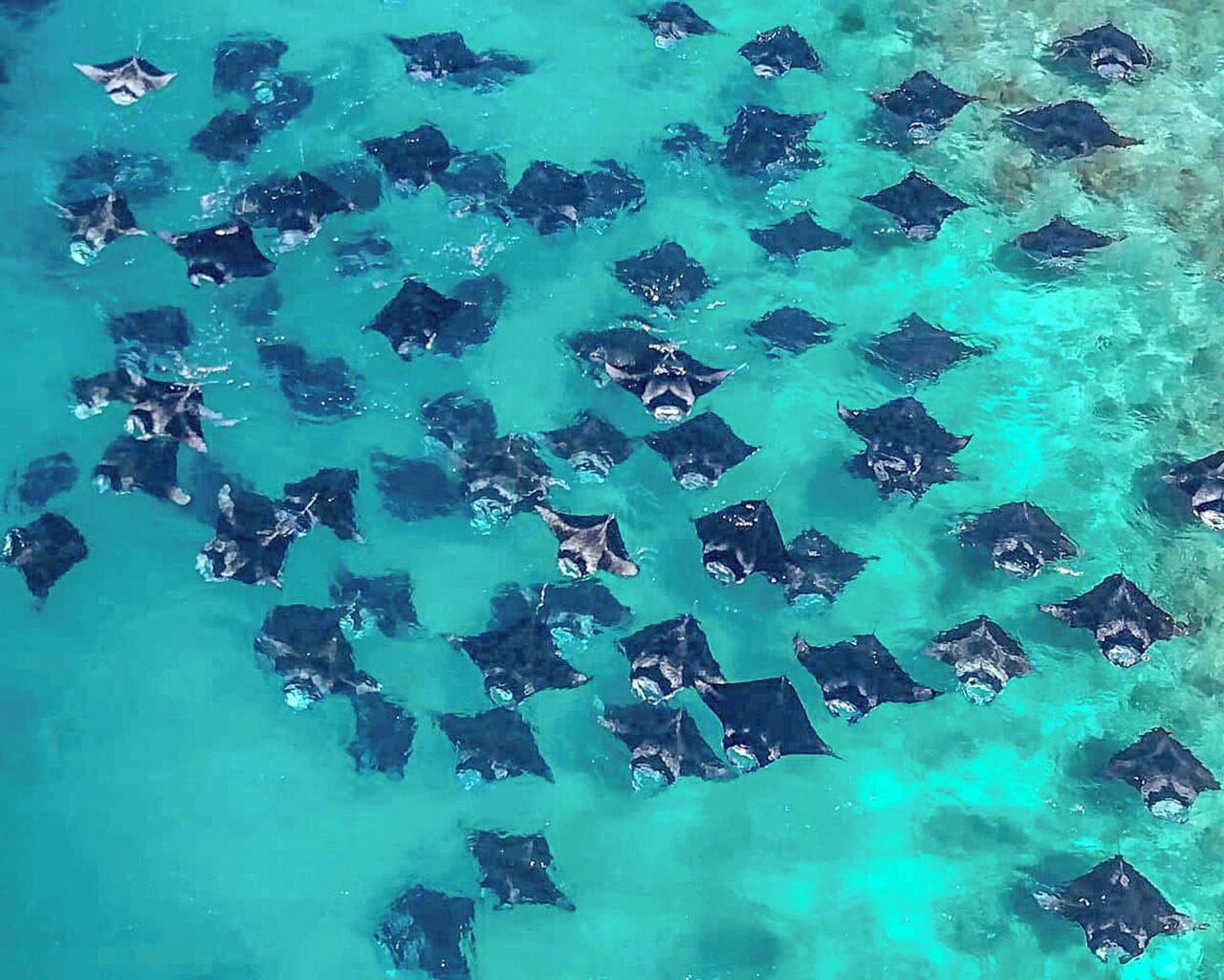 Vista aérea de un arrecife de coral con numerosos rayos águila nadando en aguas turquesas cristalinas.