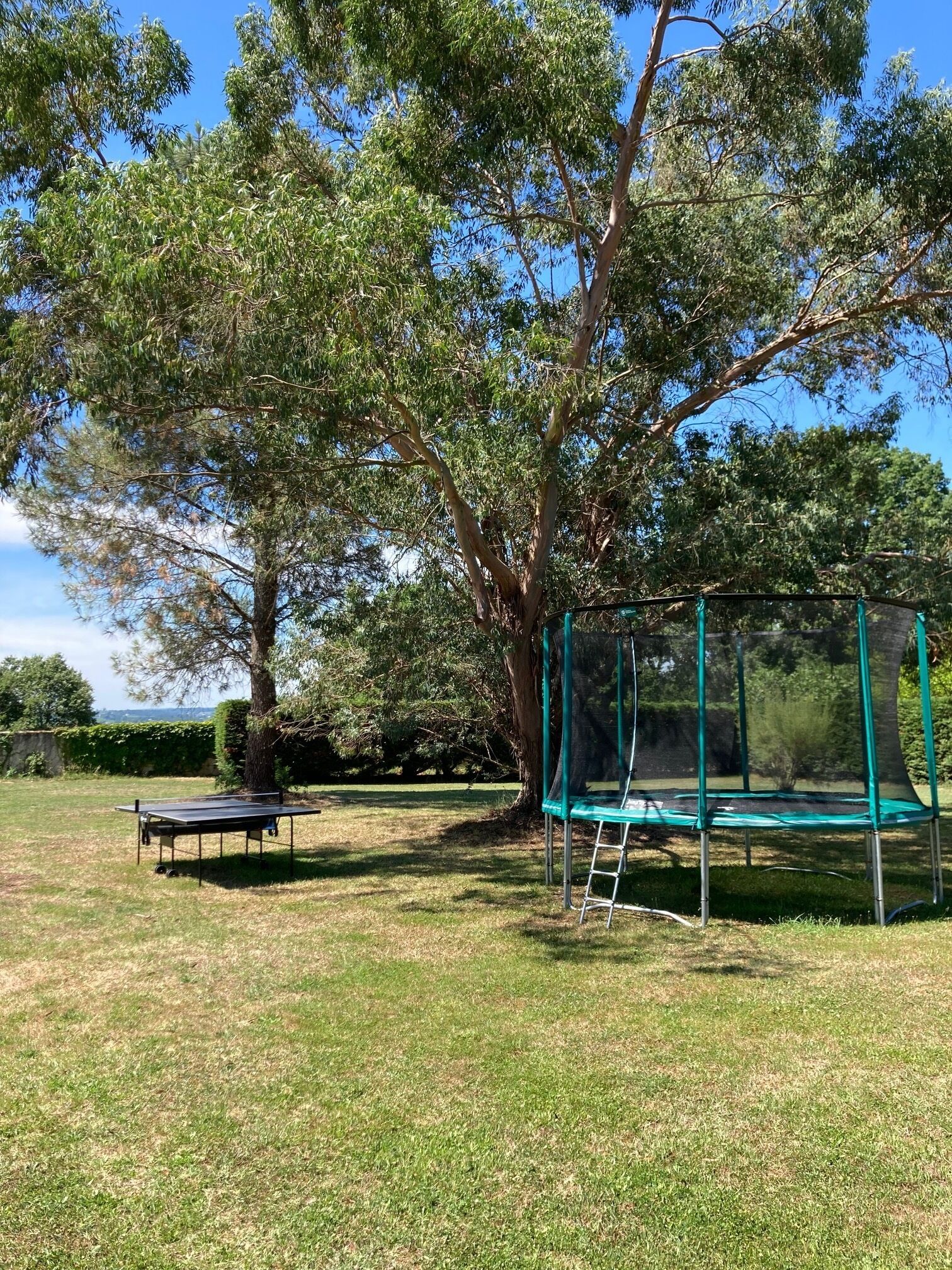 Een trampoline met veiligheidsnet, een tafel en een boom in een grasveld.