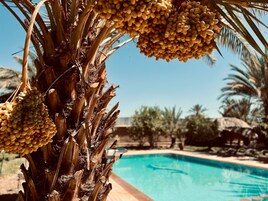 Una palmera con racimos de frutos frente a una piscina.