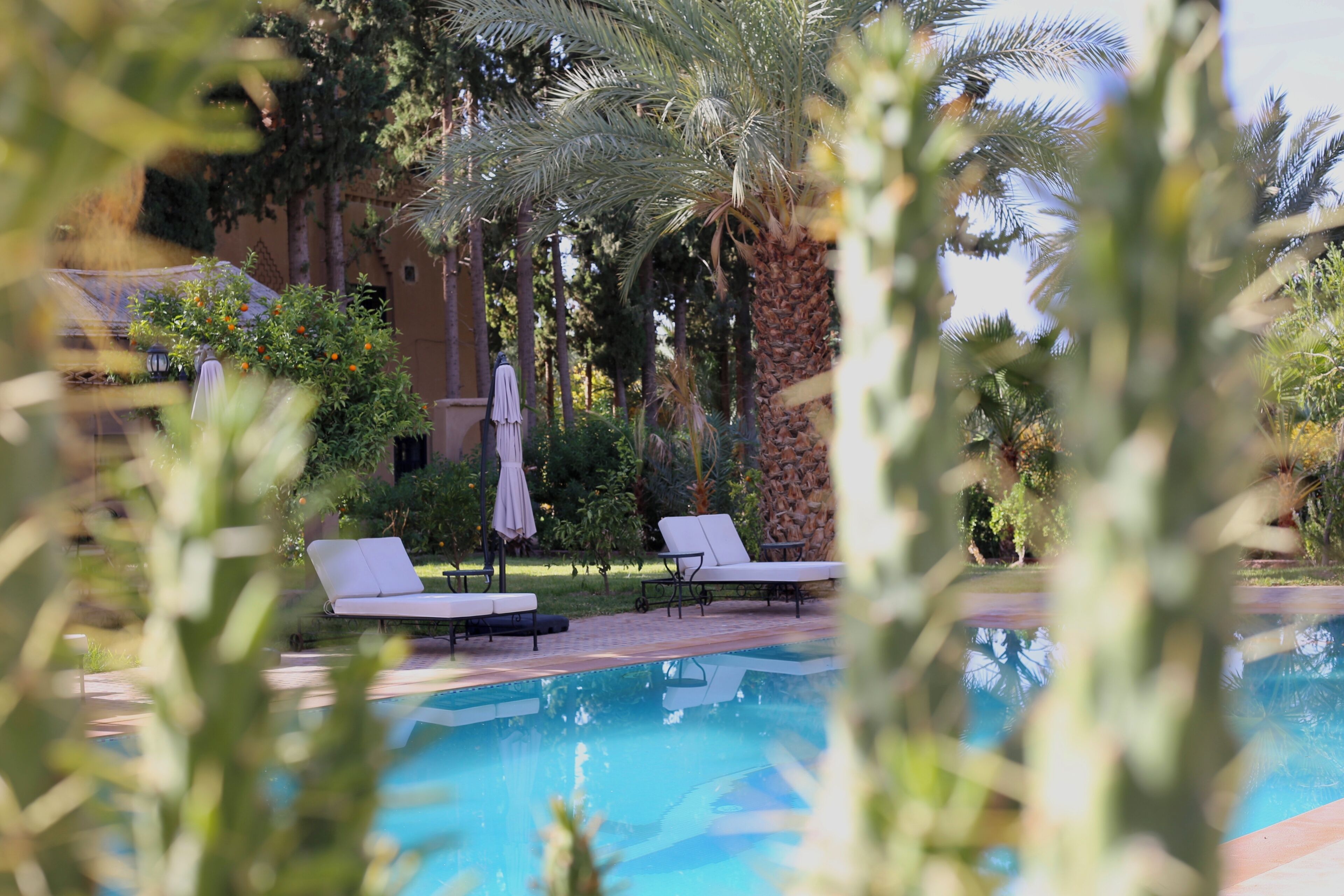 Une piscine entourée de palmiers et de verdure, avec des chaises longues et des parasols.