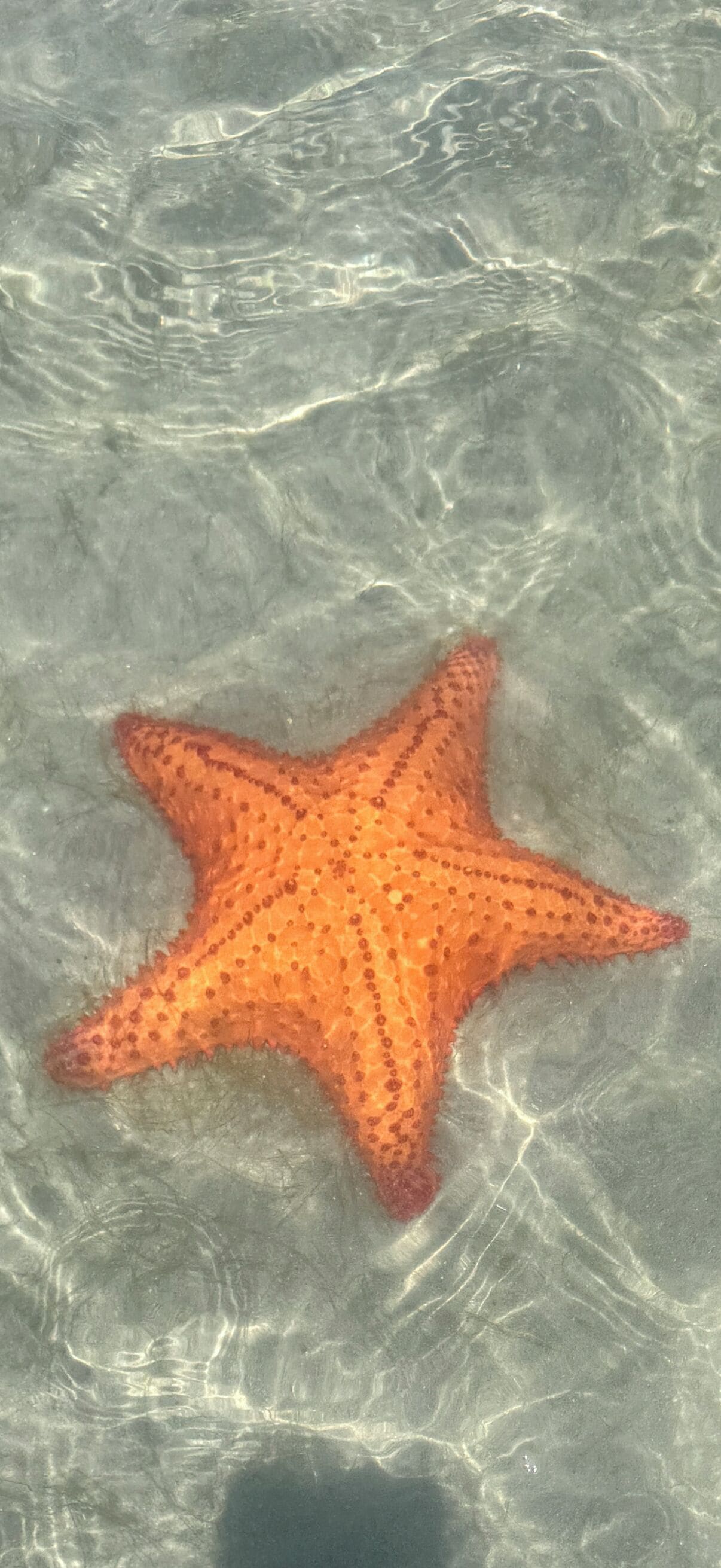 Ein Seestern auf sandigem Untergrund.