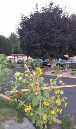 Property grounds - Swiss Sunset Inn (Penticton)