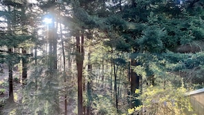 A dense forest with tall trees and sunlight filtering through. - Large house Up in the Redwoods perfect for large families. Pet friendly.  (Fortuna)