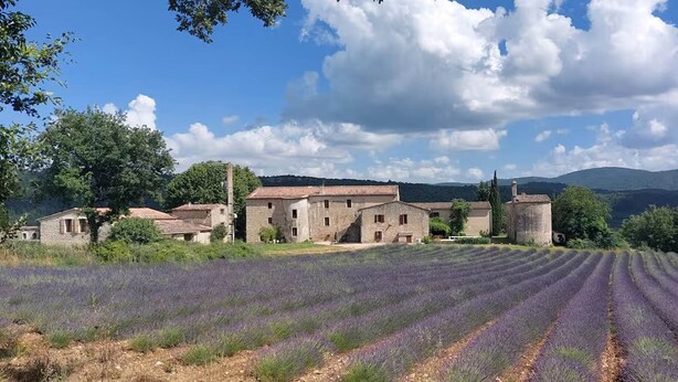 A rural landscape with a lavender field, stone buildings, and a clear sky. - "LE COSY LUBERON" - VIENS (Viens)