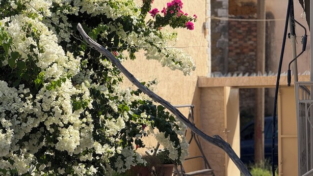 A white wall with a potted plant and a metal railing. - Andrea's House 
 (Valira)