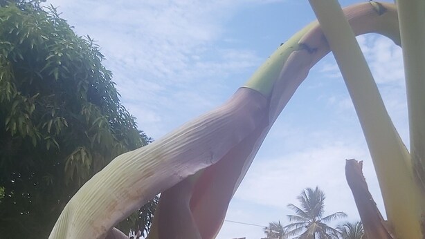 Una piscina envoltada de vegetació abundant i un edifici amb teulada de rajola.
