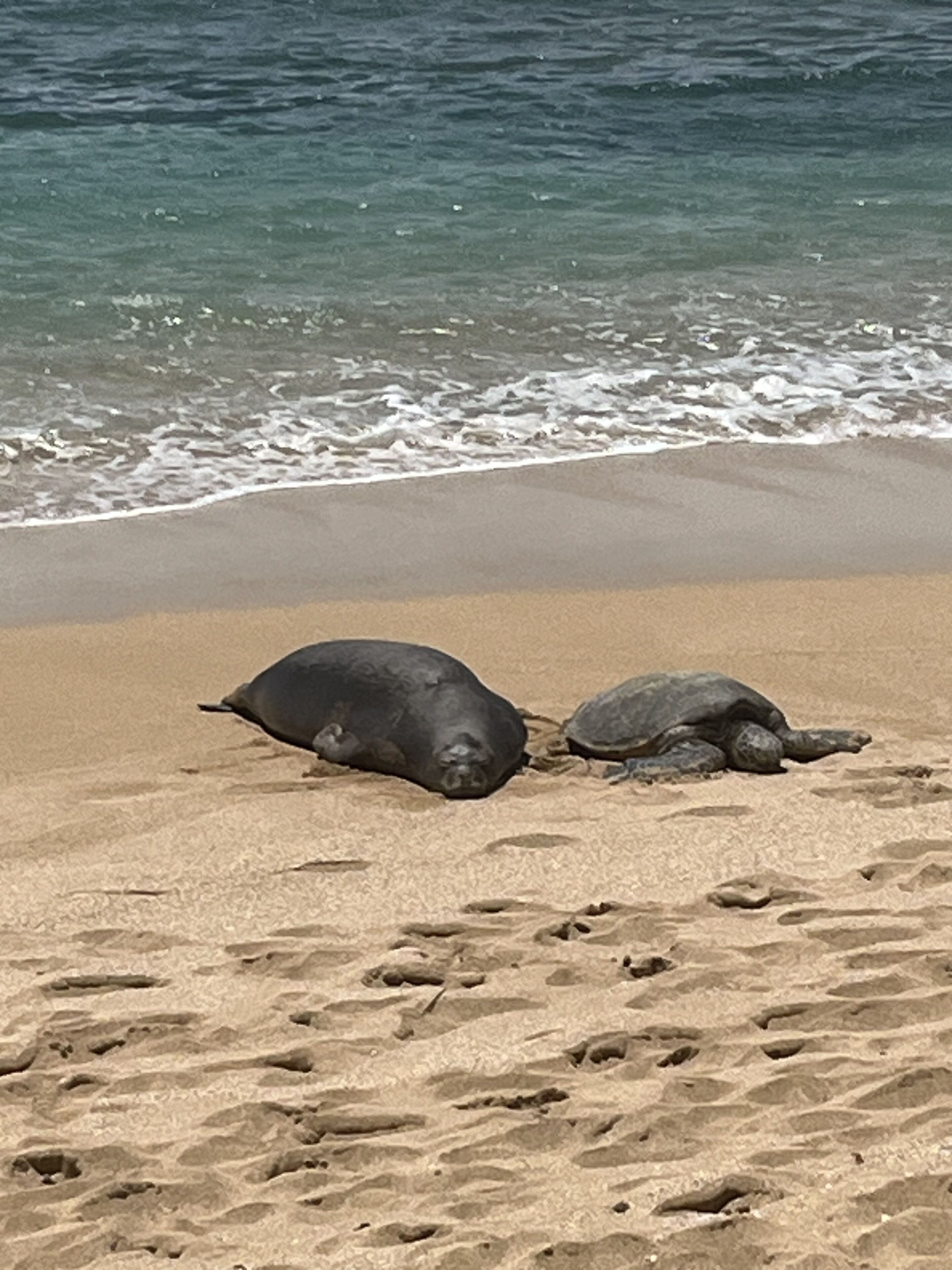 Turtle Condo: Hale Mahina B302