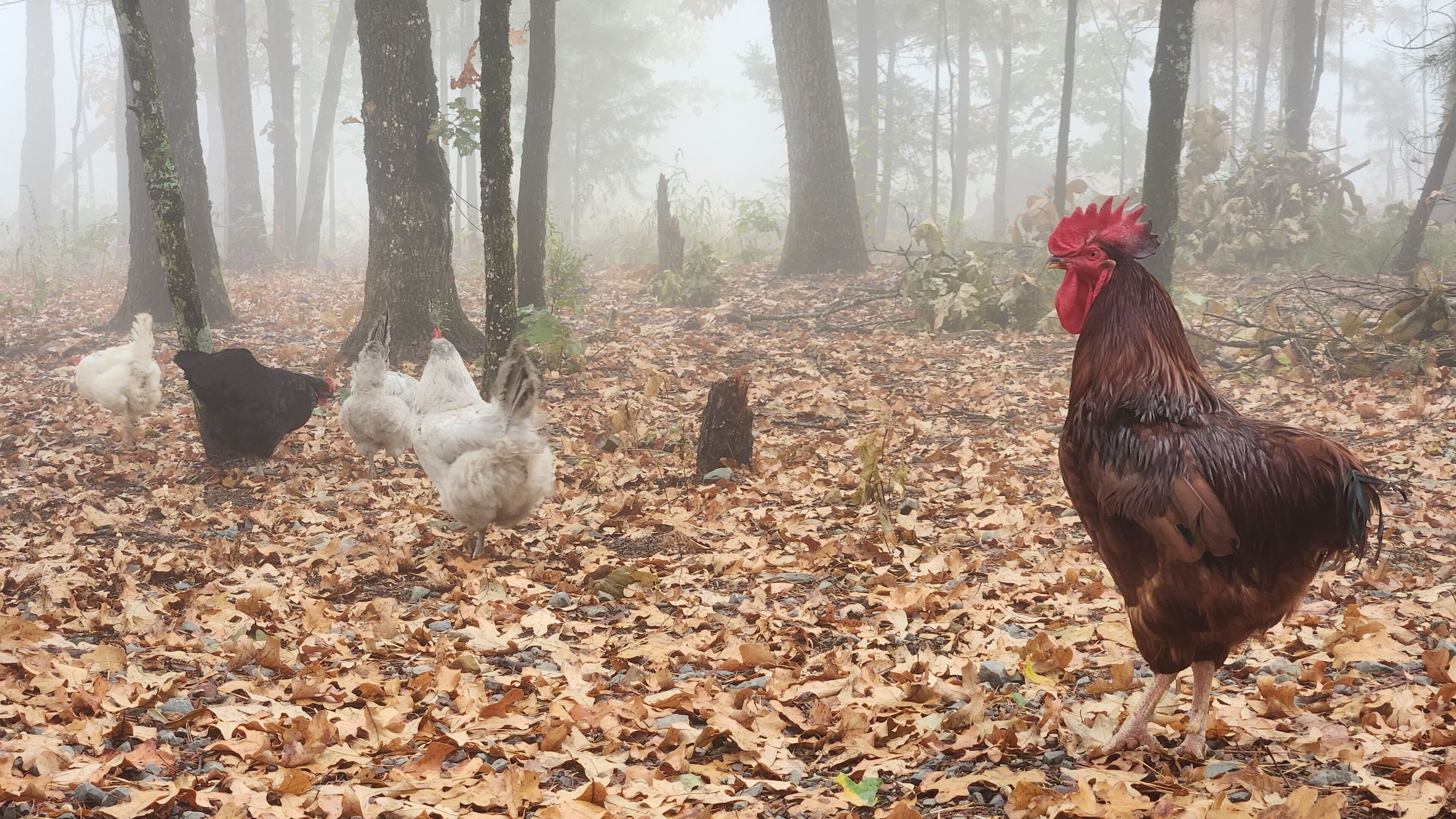 Escena de un bosque con un gallo y gallinas en el suelo cubierto de hojas.