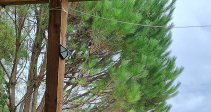 Kereru Cottage-Rural B&B near Tauranga,NZ.