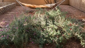 A hammock under a large tree in a landscaped garden with a brick wall and flowering plants.