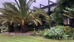 Un jardin bien entretenu, agrémenté de diverses plantes, notamment des palmiers et de grandes plantes à feuilles larges, se trouve devant un bâtiment moderne à la façade en verre.