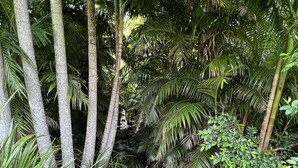 A lush garden with tall trees and dense foliage. - Berghofen ..Tamborine Mountain Family escape including your furry friends! (Tamborine Mountain)