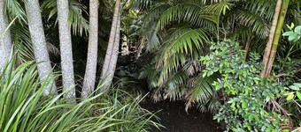 Berghofen ..Tamborine Mountain Family escape including your furry friends!