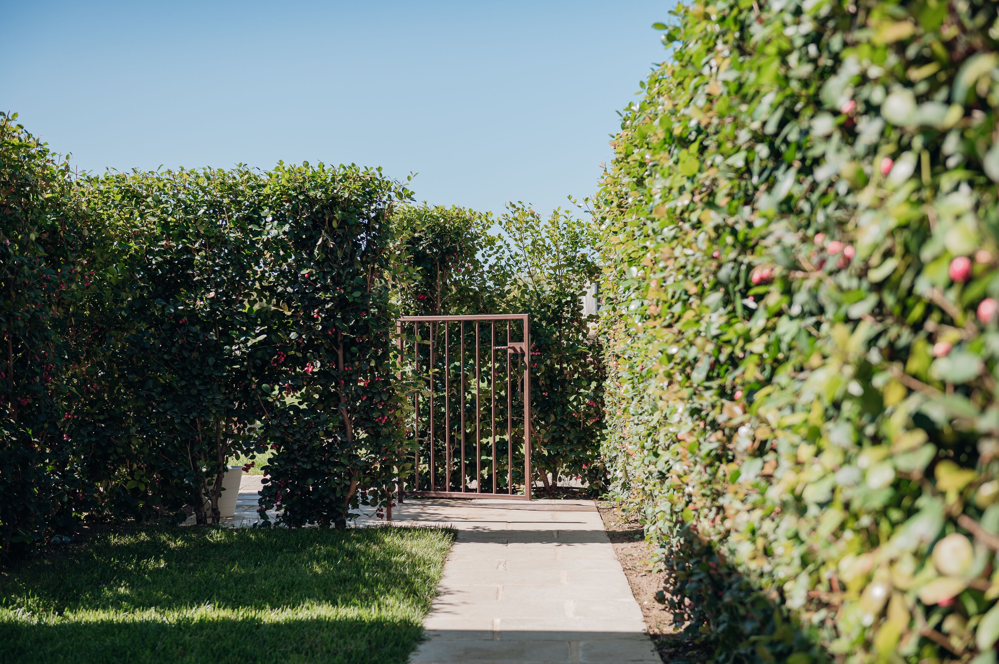 A pathway leading through a garden with a metal gate and dense foliage on either side.