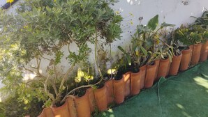 Une rangée de pots en terre cuite, contenant différentes plantes, est placée devant un mur blanc.