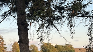 A wooden fence, a tree, and a body of water with a bird on the fence. - The Chieftain Suite (Barrie)