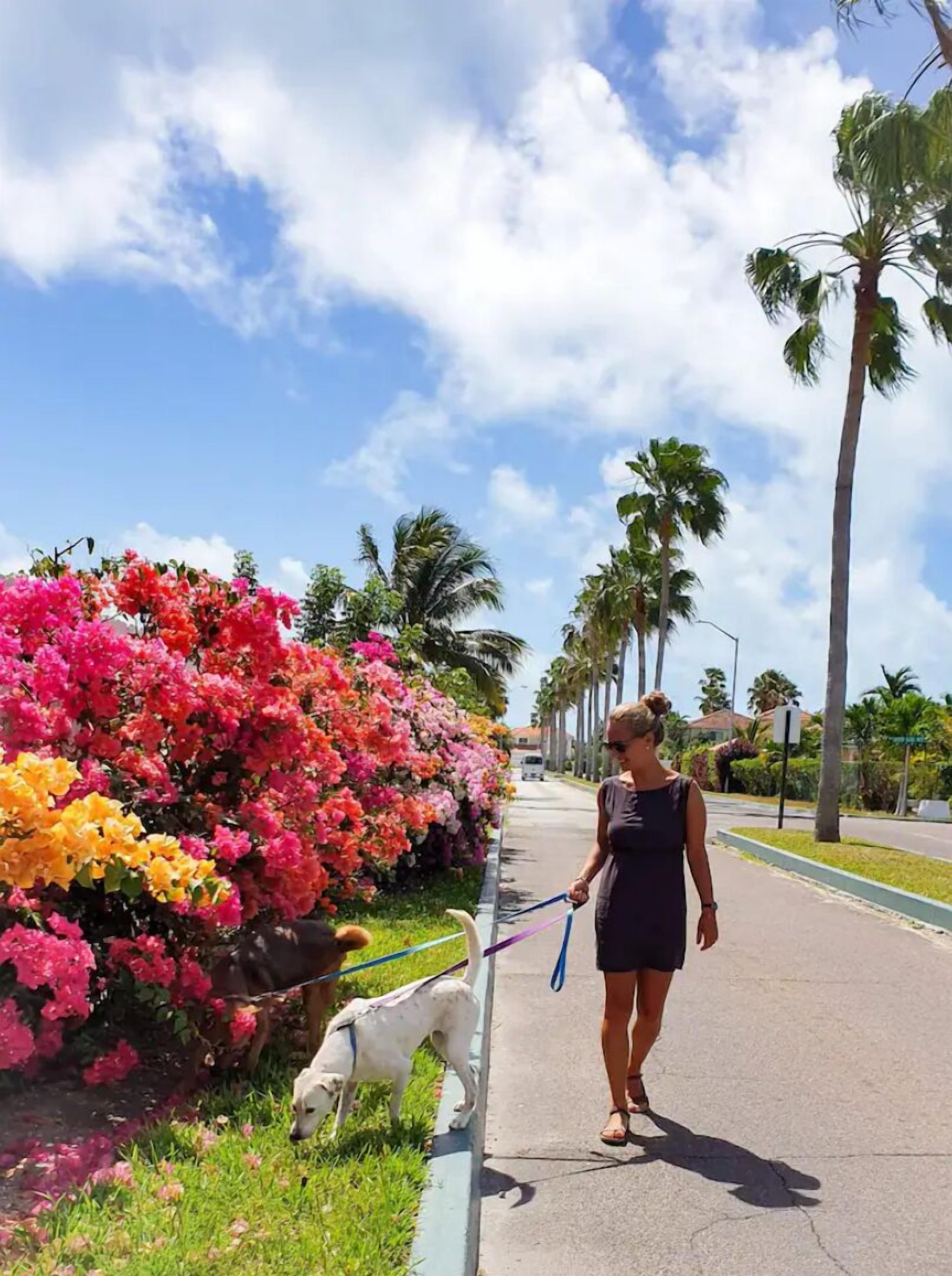 A woman walking a dog on a leash along a sidewalk lined with palm trees and vibrant flowers.