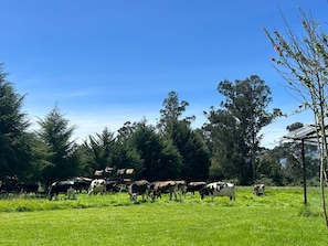 A grassy field with cows grazing, surrounded by trees and a building with a sloped roof.