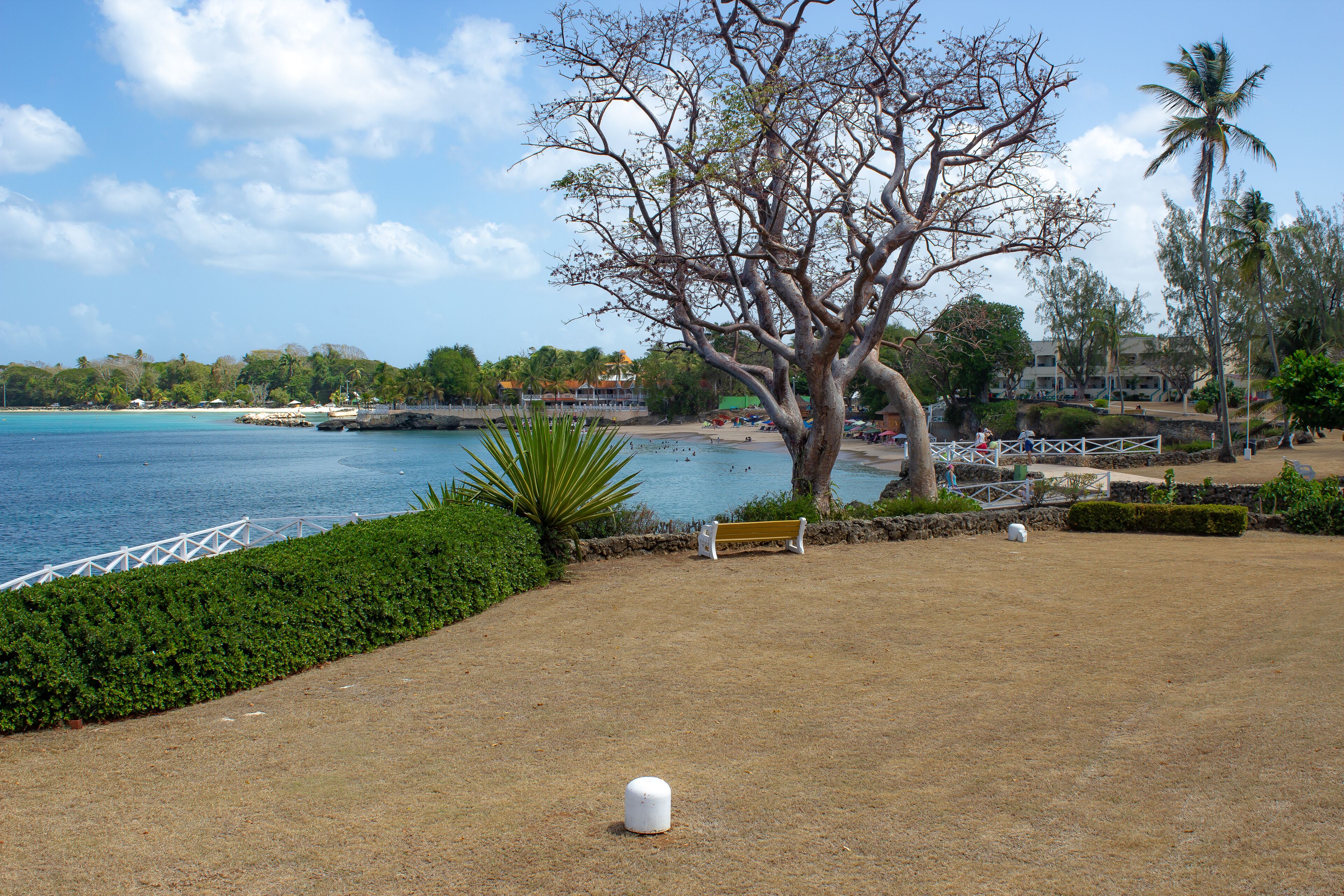 A park with a large tree, a bench, and a view of the beach and ocean.