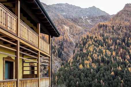 Exterior. Mirtillo Alpino