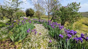 Ein Garten mit lila Blumen und weißen Blüten, umgeben von Bäumen und viel Grün.
