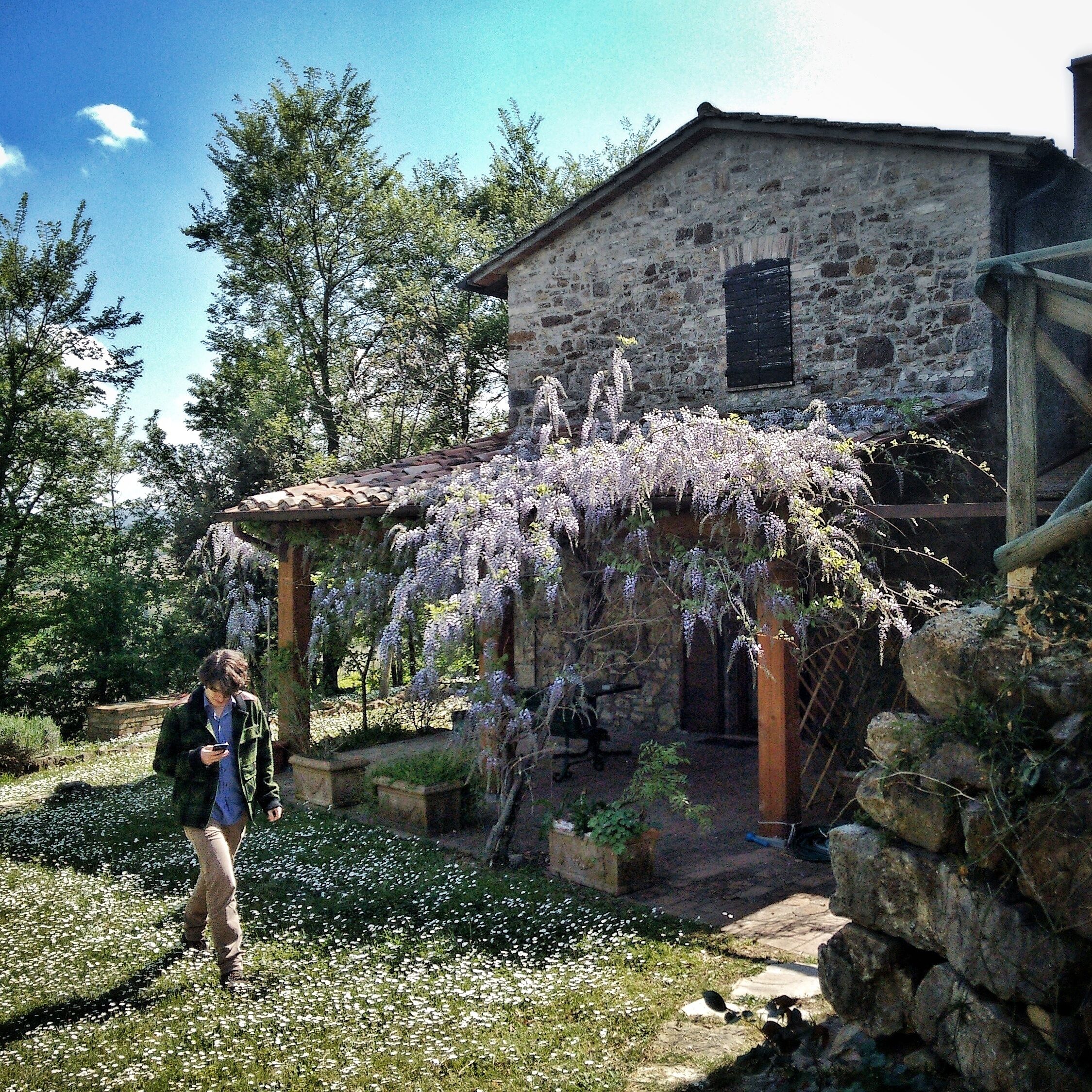 A stone building with a covered porch and a garden with white flowers and purple wisteria.