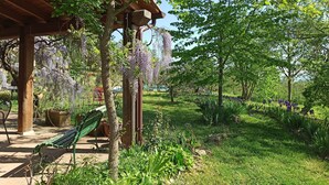 Ein überdachter Außenbereich mit einer hölzernen Bank, üppigem Grün und herabhängenden violetten Blüten.