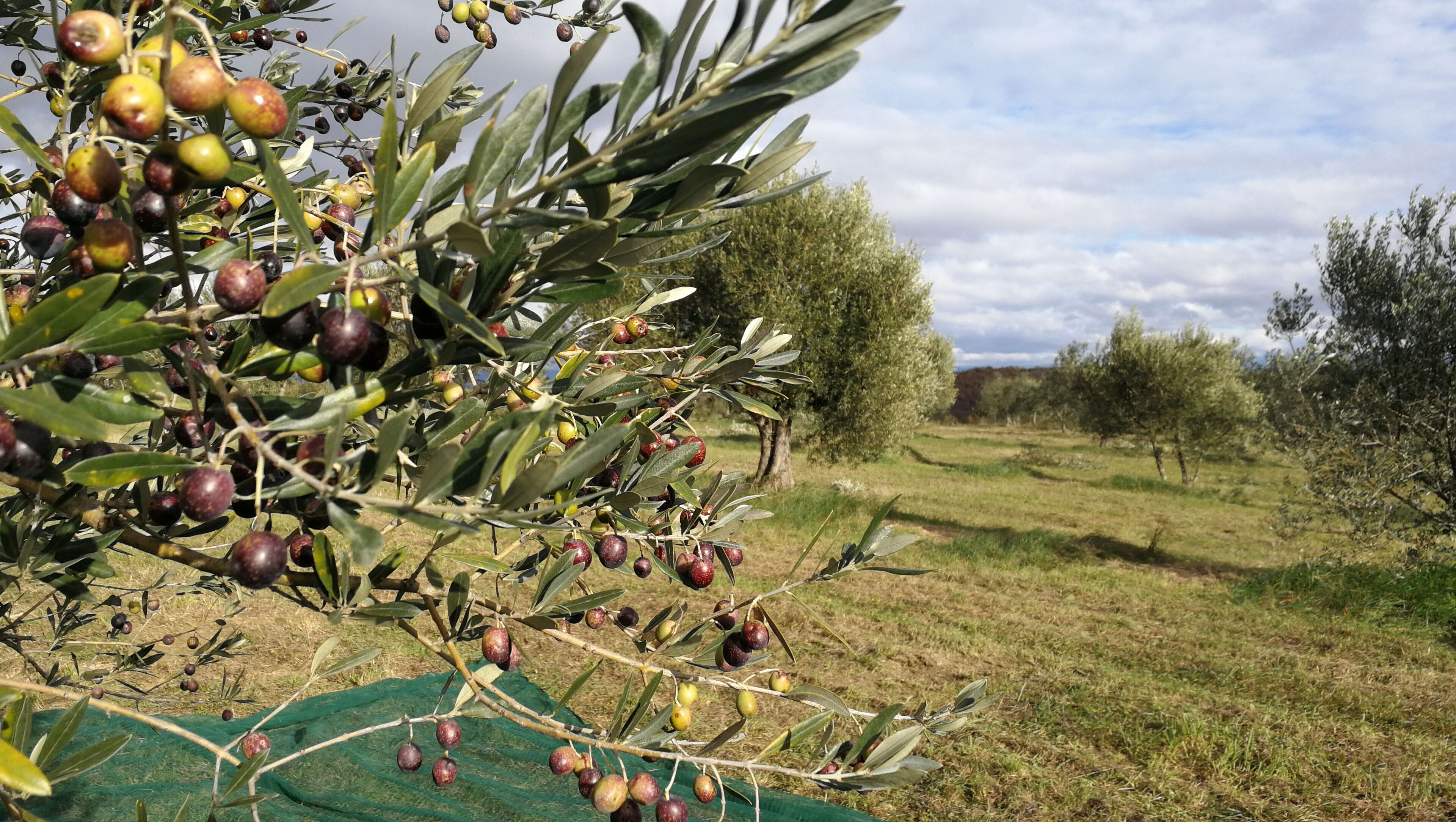 A vineyard with rows of olive trees bearing fruit.