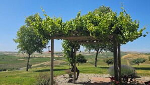 A vineyard with a pergola structure.