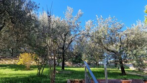 Un jardín con olivos, un muro de piedra y una barandilla de metal.