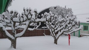 A snowy landscape with trees and a wooden fence.