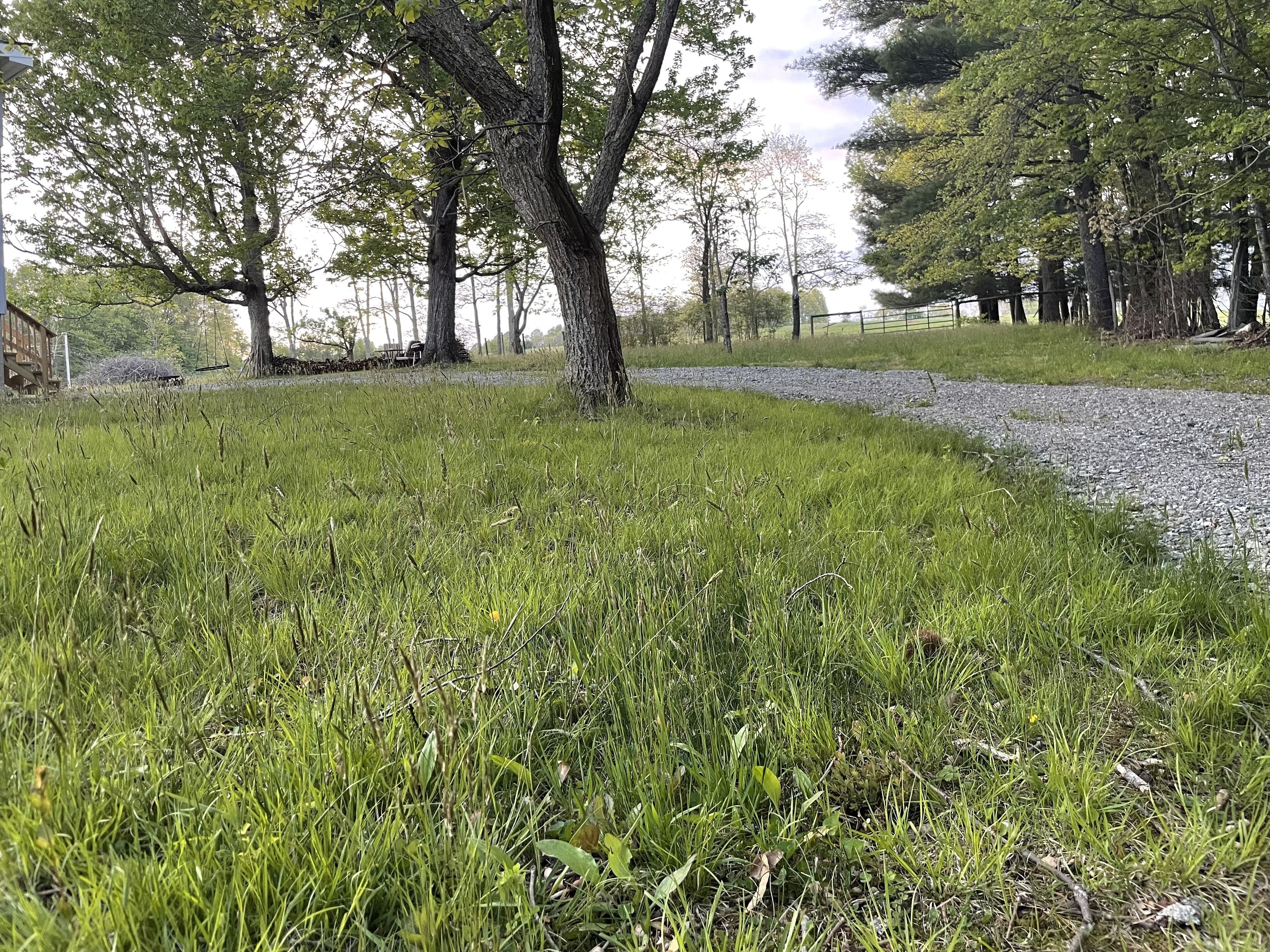 A grassy area with trees and a gravel path.