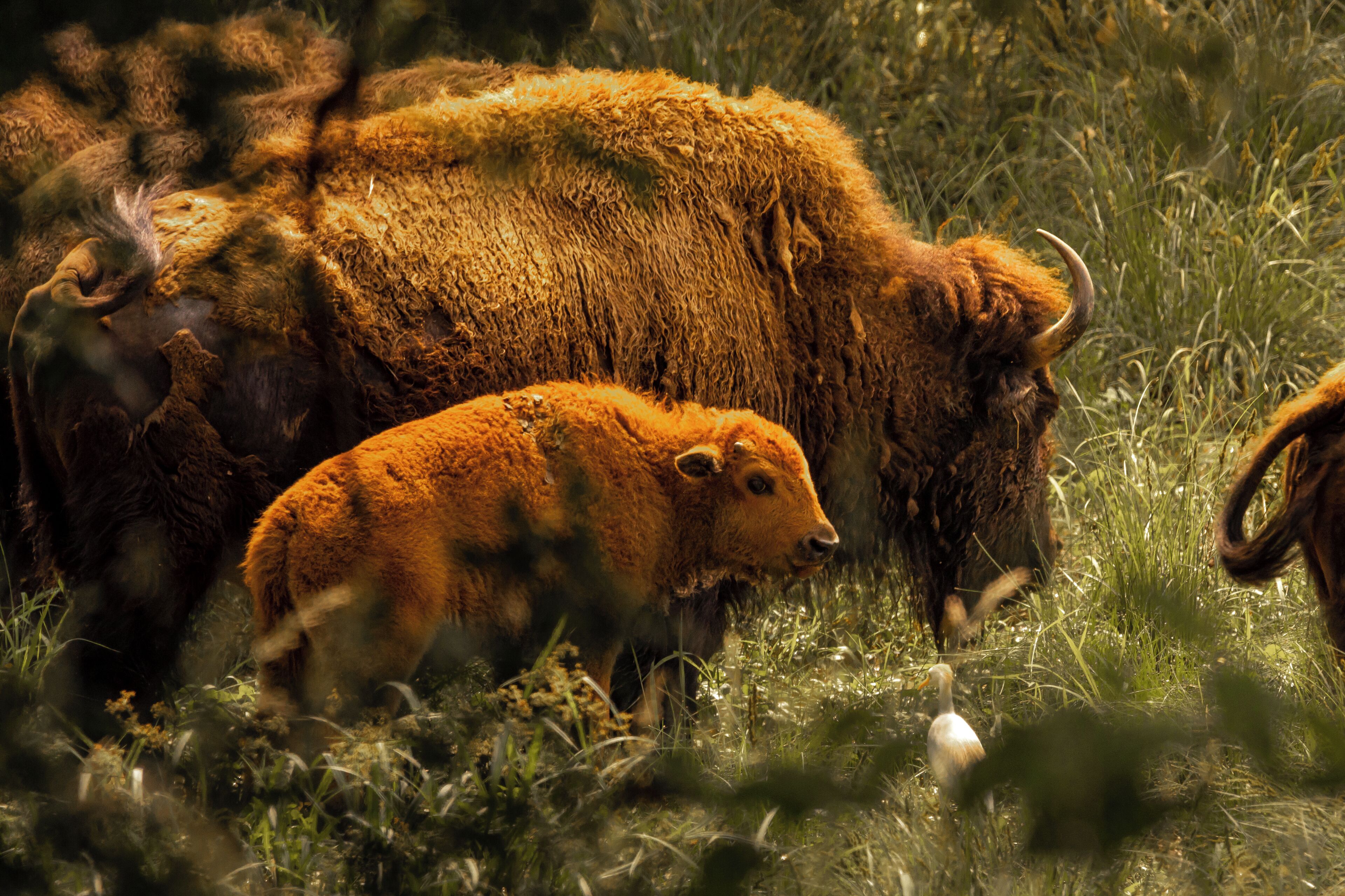 A bison in a grassy field.
