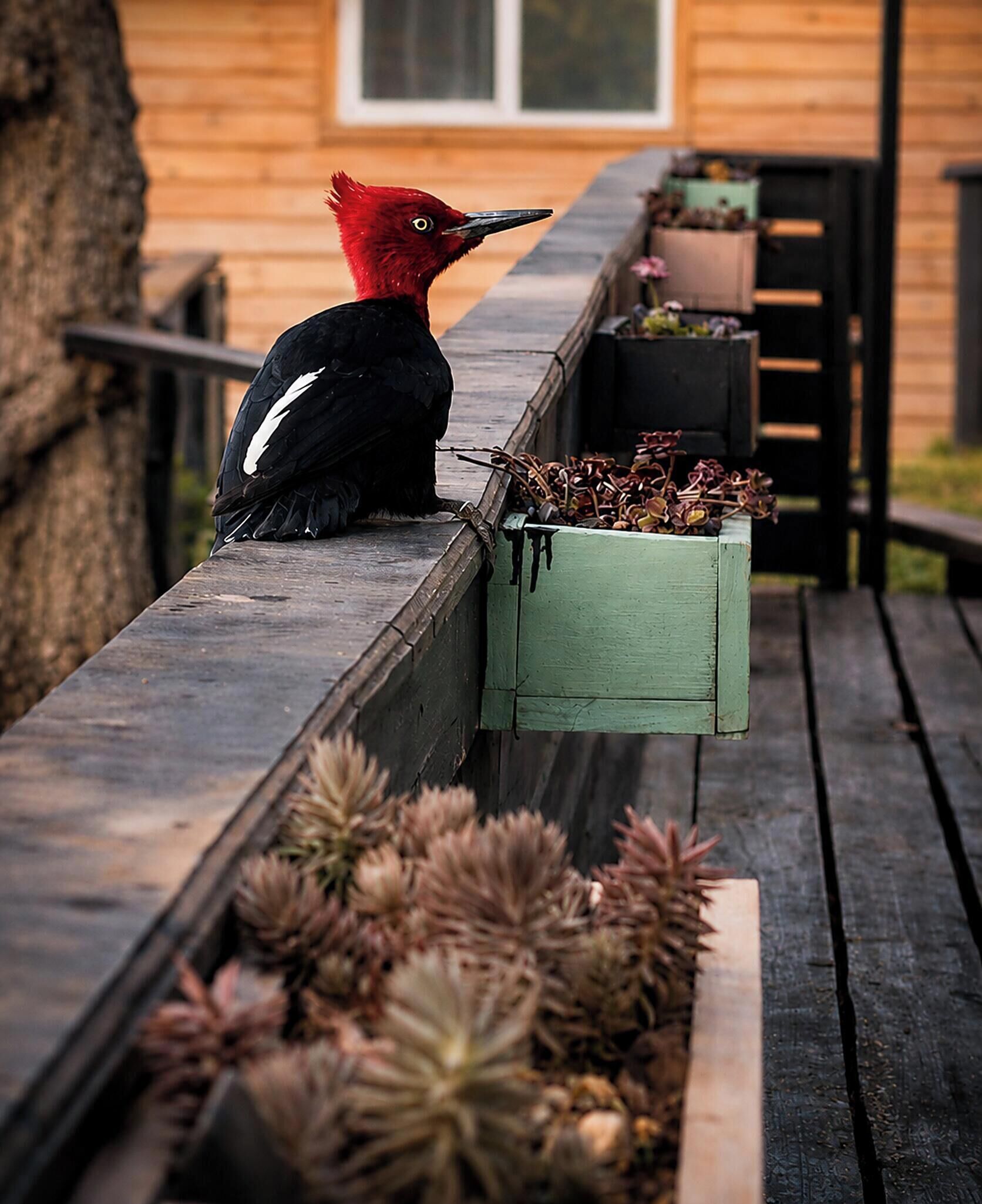 Een vogel zit op een houten dakrand, daaronder plantenbakken.
