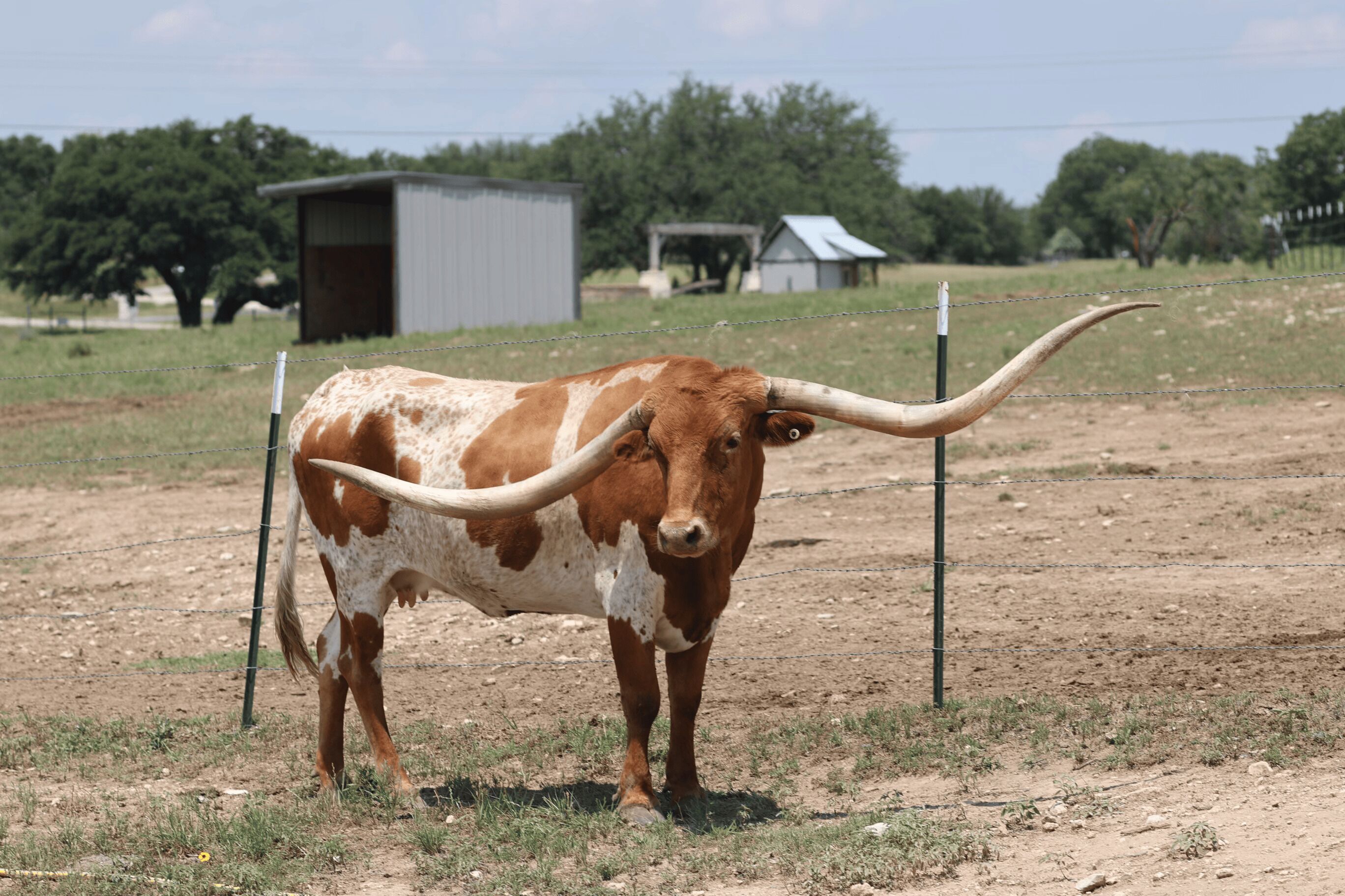 Une vache aux grandes cornes se tient dans un enclos délimité par une clôture, dont le sol est en terre et où l’herbe est clairsemée.