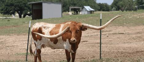Une vache aux grandes cornes se tient dans un enclos délimité par une clôture, dont le sol est en terre et où l’herbe est clairsemée.