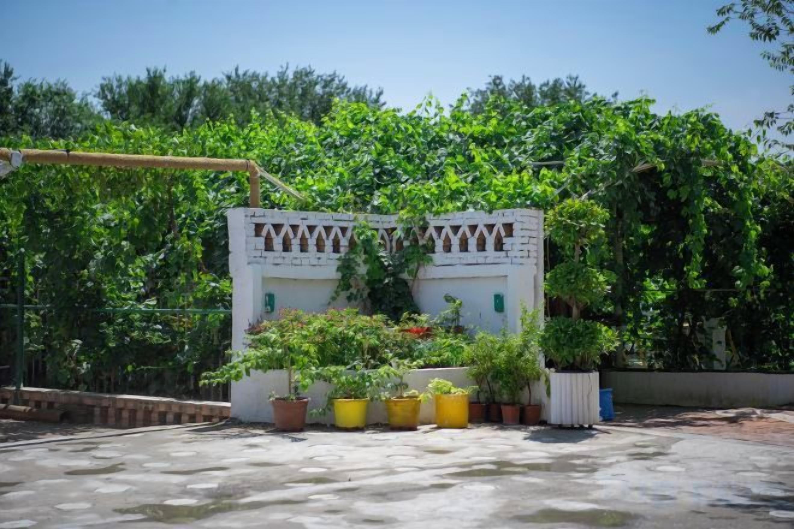 Une cour avec un bâtiment blanc, des plantes en pot et une pergola.
